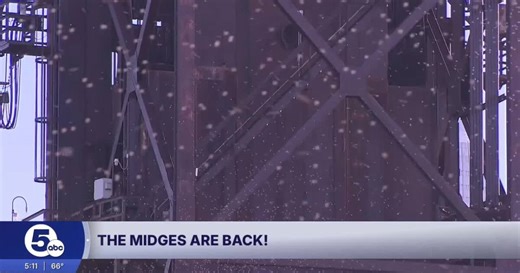 A mighty midge batch has arrived this fall: why it's important