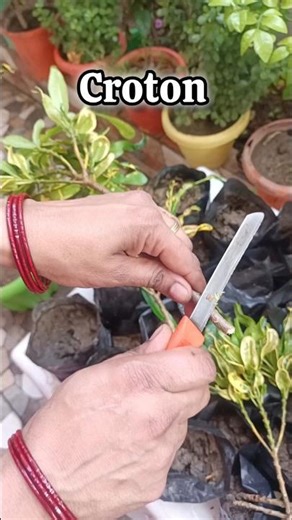 How To Grow Croton From Cutting 🤔 #crotonplant #crotone #growing #garden #crotons #ytshorts #youtube