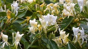10 gardening mistakes to avoid when growing honeysuckle