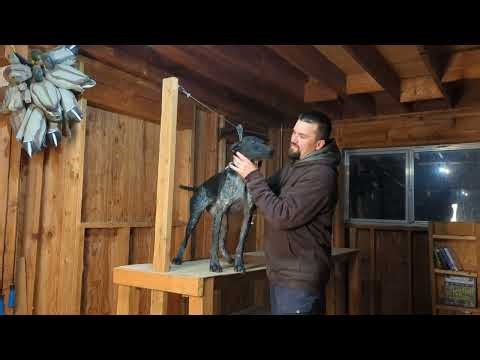 Train Your Dog to Fetch: Session 1 - Force Fetch / Trained Retrieve