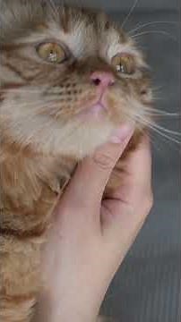 The Shocking Reason Cats Bite During Petting — Explained!