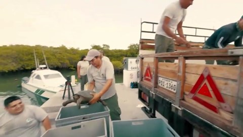 Giant tortoises take first steps on Galápagos island after nearly 200 years