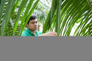 Leaf and tissue analysis - to identify nutrient deficiencies | Yara Malaysia