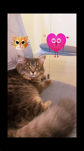 Richard is getting high #catsoftiktok #funny #trend