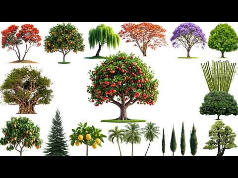 25 Famous Trees for Kids | Learn Tree Names | Mango, Pine, Oak and More