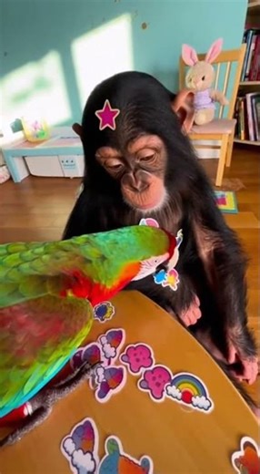 This Parrot Is Driving the Chimp CRAZY 😂💀