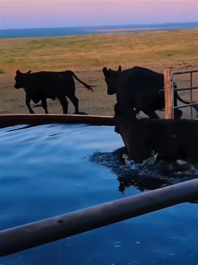 its cow shi soup! #theunhingedrancher #cows #funny | cow