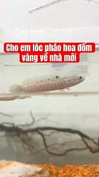 Chuyển nhà mới cho em lóc pháo hoa đốm vàng #aquarium #channafish #caloccanh
