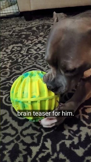 KONG Reflex Sportsball XL Toy Test | Pit Bull Chew Challenge & Enrichment Review