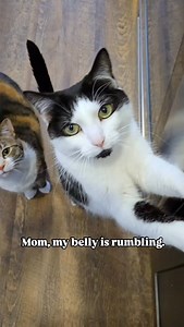Are your cats always begging for food? 😆 #beggingcats #cats #hungrycat #catstagram #catparents | oreoandpumpkinspice