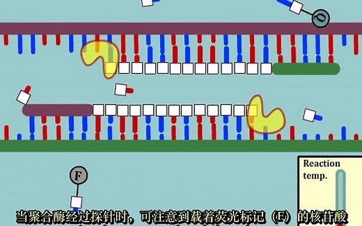 实时PCR动画演示