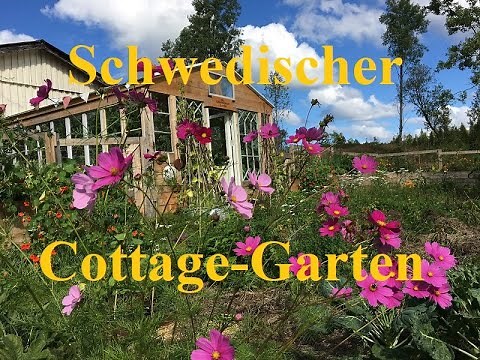 My Swedish cottage garden in September - potato harvest and early frost