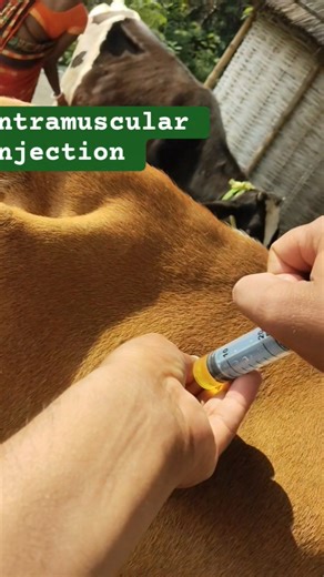 💥😱😱 OMG #Best trick for Intramuscular injection in cattle 💉
