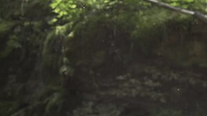 Dust and particles floating in forest sunbeam