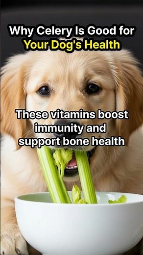 강아지에게 가장 좋은 사료! 셀러리의 효능