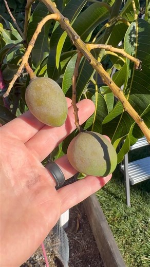 California growing mango
