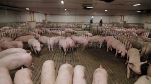 Pig Farm Workers Examining Pigs at a Pig Farm Intensive Pig Farming Stock Video - Video of swine, industry: 124578041