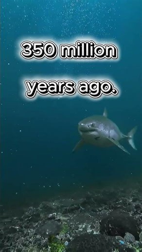 Did you know sharks are older than trees?