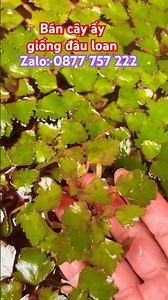 I sell Taiwanese water chestnut tree ph529