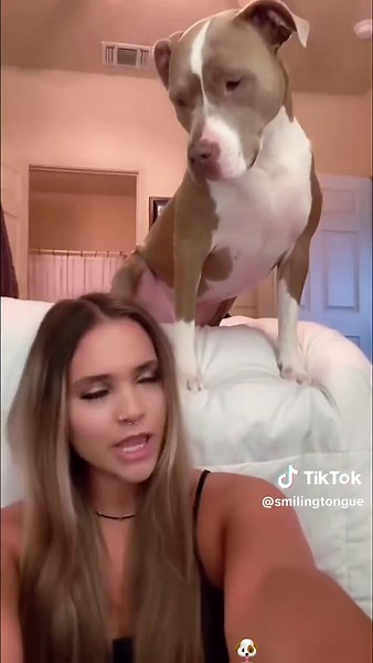 Funny Dog Moments That Will Make You Laugh