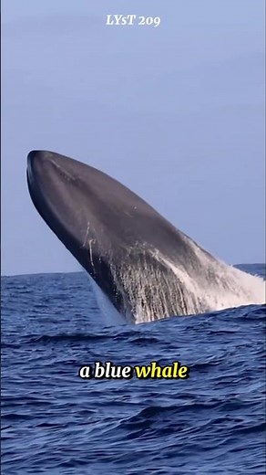 How long can a blue whale live in the wild? An amazing fact you may not know. #whale