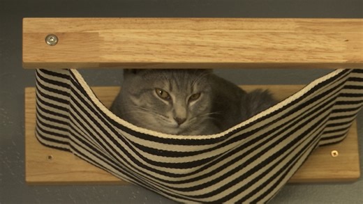 North Dakota's first ever cat lounge: Dakota Cat Cafe