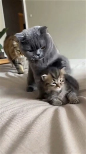 Scottish Fold Hits a Kitten—Angry Maine Coon Mom Explodes 😱