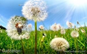 Dandelion
