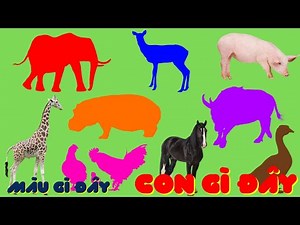 Bé Học Màu Sắc Và Các Con Vật: Trâu, Voi, Hà Mã, Ngỗng, Gà, Hươu Cao Cổ...