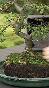 DIY - Make a Bonsai (Chinese elm) #bonsai #gardening #bonsaitree