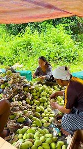 Harvest before typhoon Tino 💚 | Shane’s Life