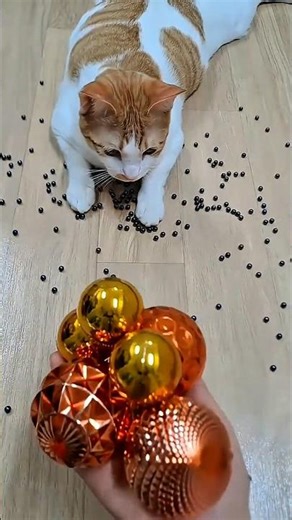 뭉치스타 #reversevideos #marblerunandmore #catvideos #cat #reverse