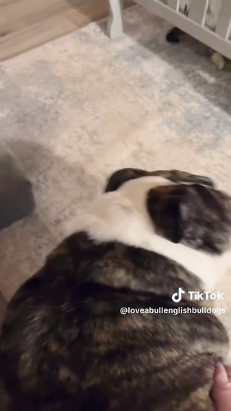 Love-A-Bull English Bulldogs on TikTok