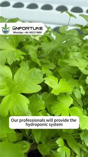 High-Quality NFT Channels! Ideal for Growing Various Leafy Vegetables!