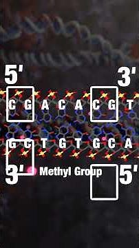 Epigenetics in Action: How UHRF1 and DNMT1 Maintain DNA Methylation