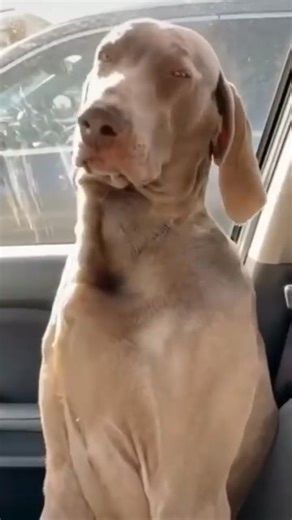 Curious about your viewpoint. Jump into the conversation below! For any questions, DM for credit or removal (All rights® are reserved & belong to their respective directors) Grateful for Weimaraner. There's no denying the allure of Weimaraner. | Weimaraner Dog