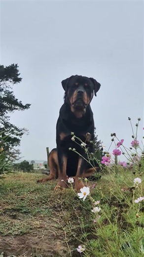 Rottweiler The Absolute Gentle Giant #dogs #dogshorts #viral #fyp