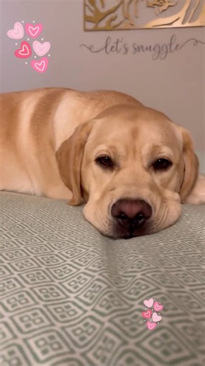 Willow & Nala 🐾 on Instagram: "Jus addin’ in da “huff” fir more dwama…we gittin’ some much needed west🥱😴❤️😉🐾…happy Tursday😉 #joyofwillowandnala #labrador #naptime #sleepydogs #doglife"