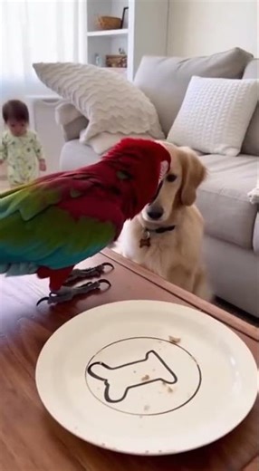 Parrot Learns English Just To Roast People 📢🦜 #talkingparrot #animalcomedy