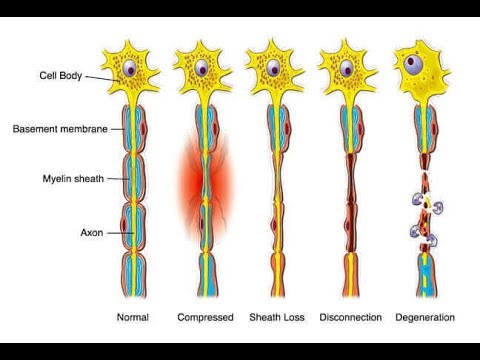Nervenzellphysiologie - Synnaptische Integration; Neuronale Regeneration und Plastizität