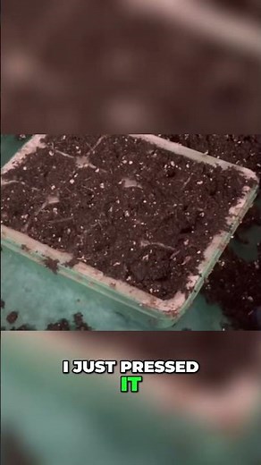 Easy Thyme Planting: Simple Seed Starting Guide! #shorts