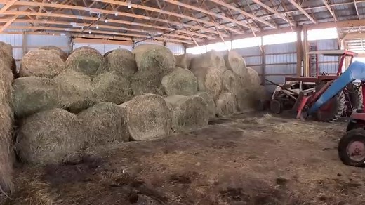 After a two day snowstorm, it's time to dig out. The driveways need to be plowed and the cattle need fresh bedding and hay. Plus, today is the start of a new attempt at getting the pigs bred. | Just a Few Acres Farm