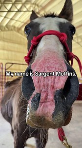 149K views · 5.8K reactions | Sargent Muffins is homeward bound to Colorado! We are so happy to see this sweet boy make it through when the odds were against him. We know he will be getting all the love and treats he deserves out there. Thank you Colorado Horse Rescue Network for taking him in and giving him the best retirement!❤️ #HorsePlus #HorseRescue #HorseStory #RescueHorse #ColoradoBound #CushingsDisease #SeniorHorse #SavedFromSlaughter | Horse Plus Humane Society | Facebook