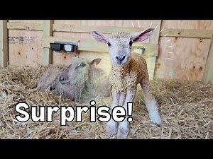 Sheep Giving Birth | Our First Lamb