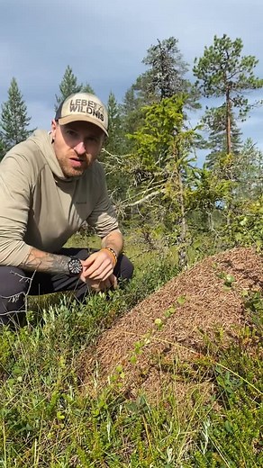 3.6K views · 20 reactions | Wusstest du, dass dir ein Ameisenhügel...
