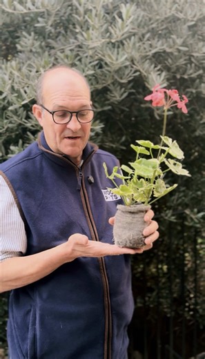 Benefits of Air Pruning with Wool Pots for Stronger Roots