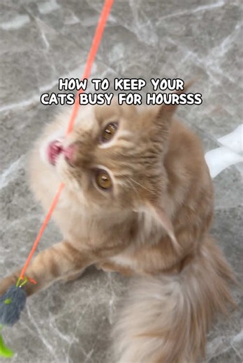 Simple Ways to Make Your Cat Happy