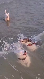 Which beach to swim? #Dogs #CuteDogs #LoveDog #SmartDogs | Cats Animal