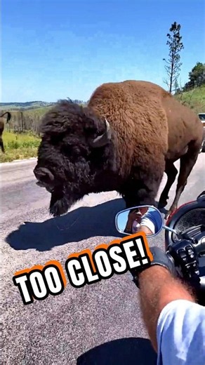 This bison encounter got way too close! 😱
