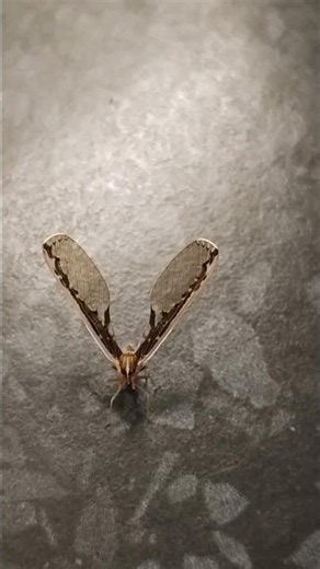 Insect with long wings in Australia #shorts